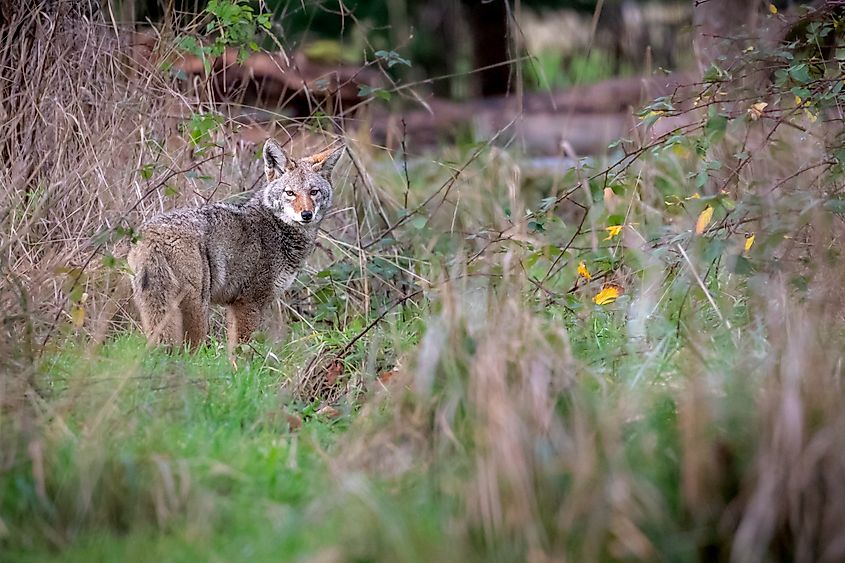A coyote in the grassland.