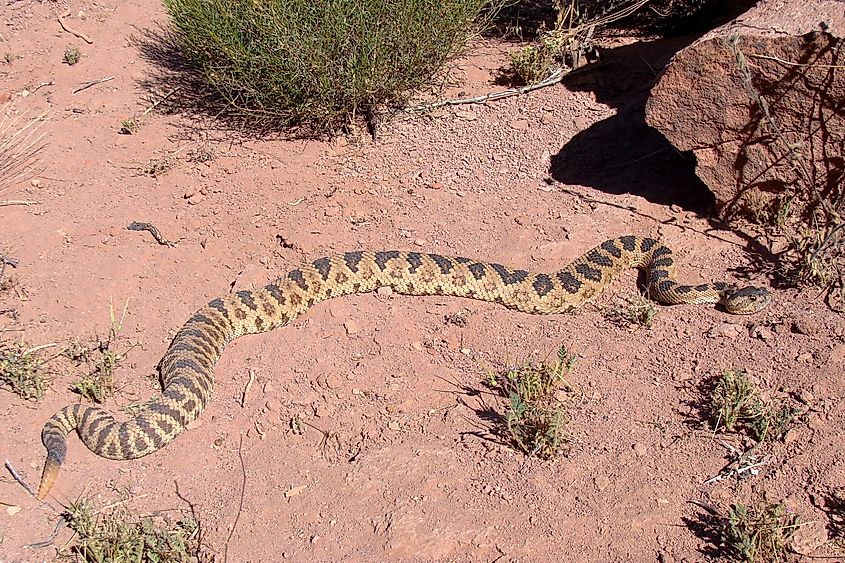 A Great Basin Rattlesnake moving along the ground.