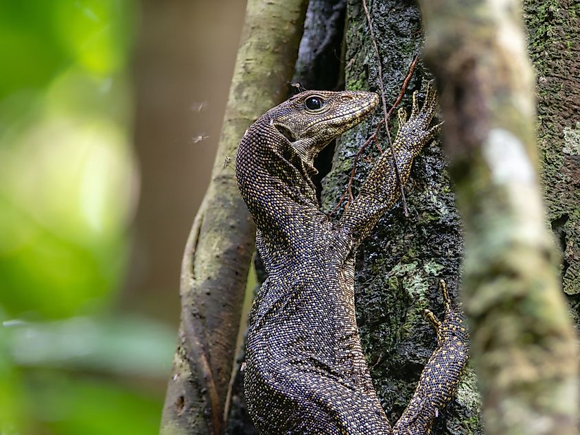 Water monitor (Varanus salvator) climbing tree in Taman Negara National Park