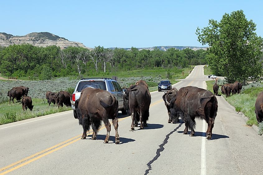 Wild bison on the road in the Theodore Roosevelt National Park.