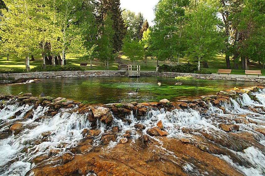 Canada Geese at Giant Springs State Park in Great Falls, Montana