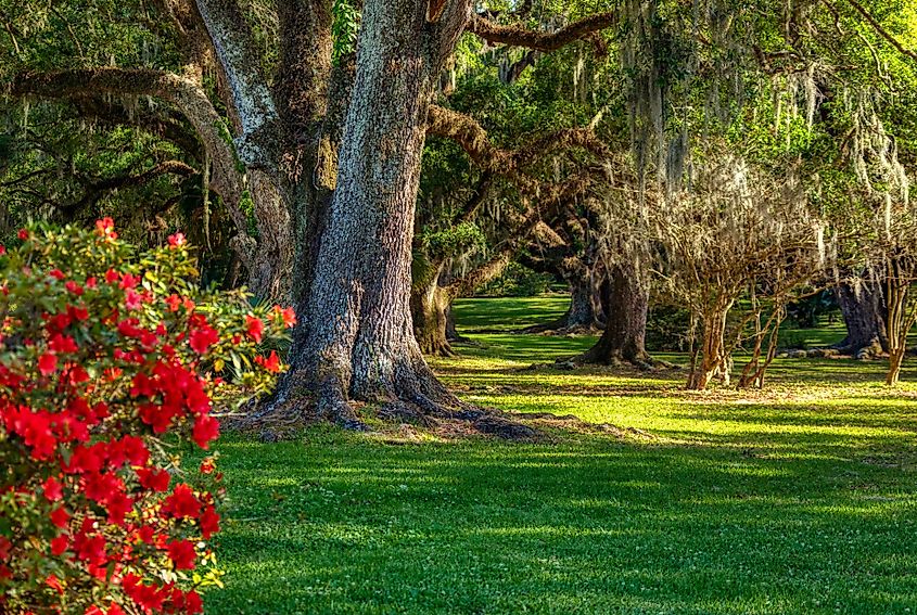 Jungle Gardens in Avery Island, Louisiana.