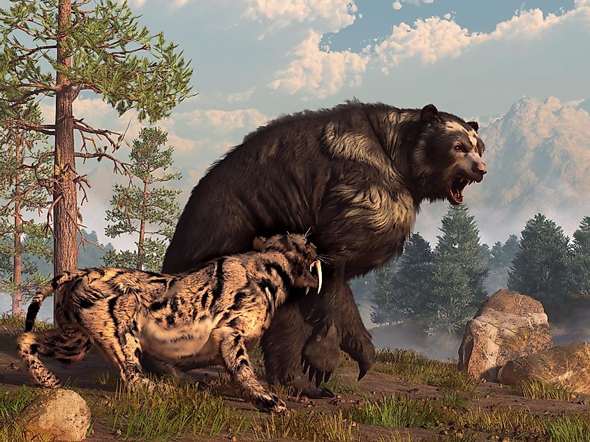 A saber-toothed cat tries to drive a short-faced bear out of its territory. 