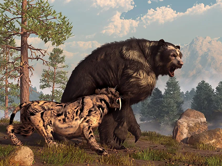 A saber-toothed cat tries to drive a short-faced bear out of its territory.