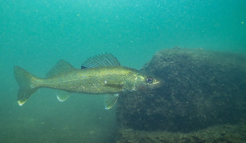 Walleye swimming in a lake.