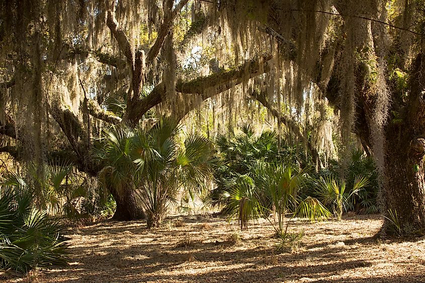 Spanish moss hanging from trees at Lake Kissimmee Park, Florida.