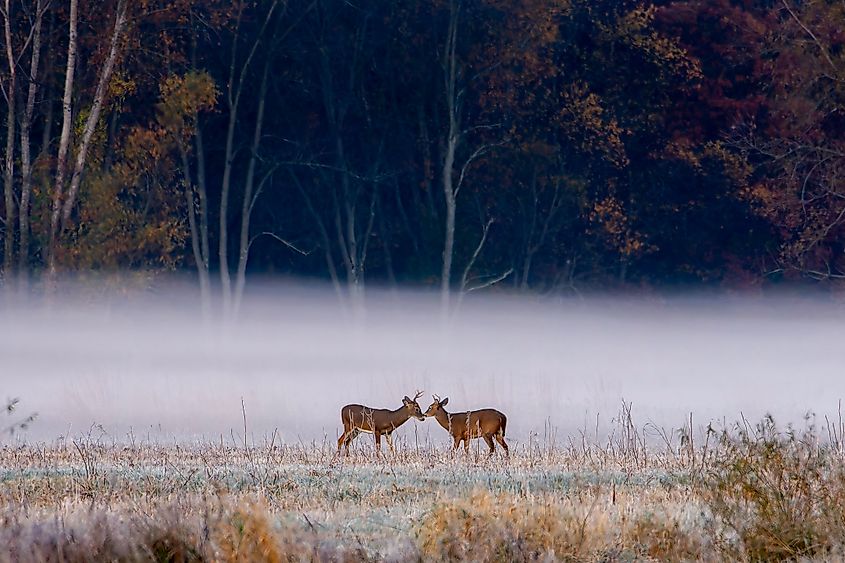 Two young bucks spar at a wildlife refuge near Jasper, Indiana.