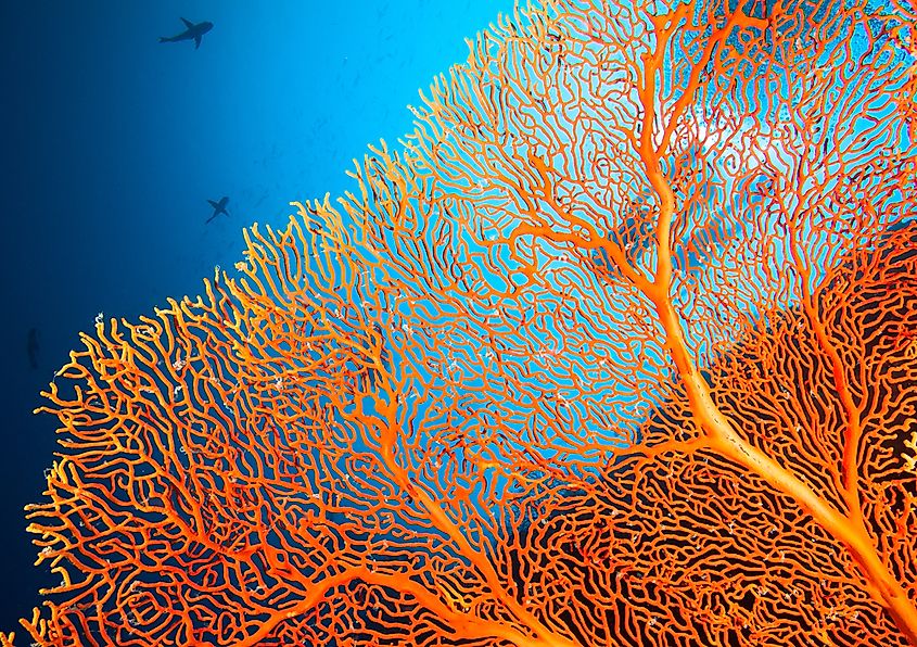 Couple of scuba divers on a coral reef.