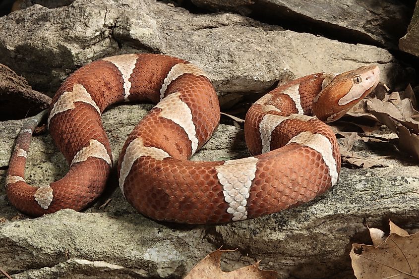 copperhead