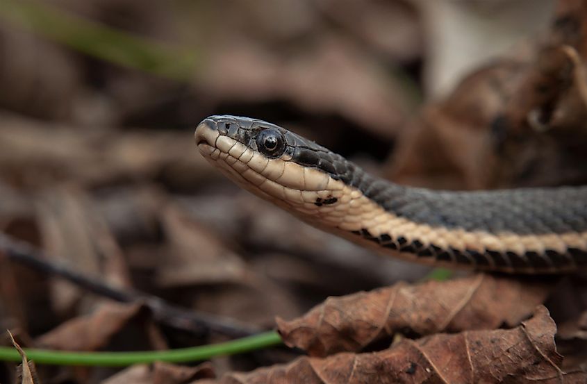 Queen snake head macro portrait.