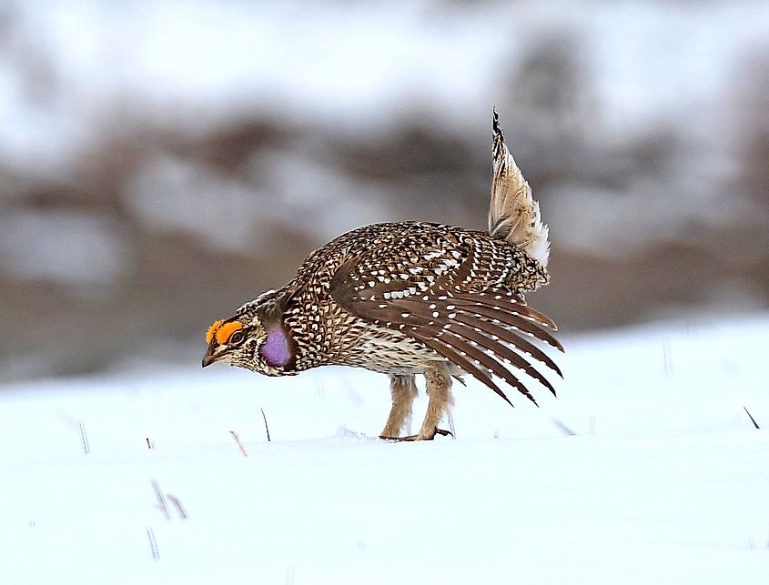 Sharp-tailed grouse