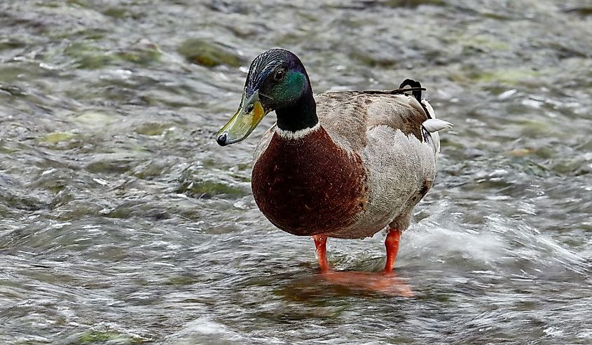 Duck on the banks of the Júcar river, in the town of Alcalá del Júcar, Albacete Spain