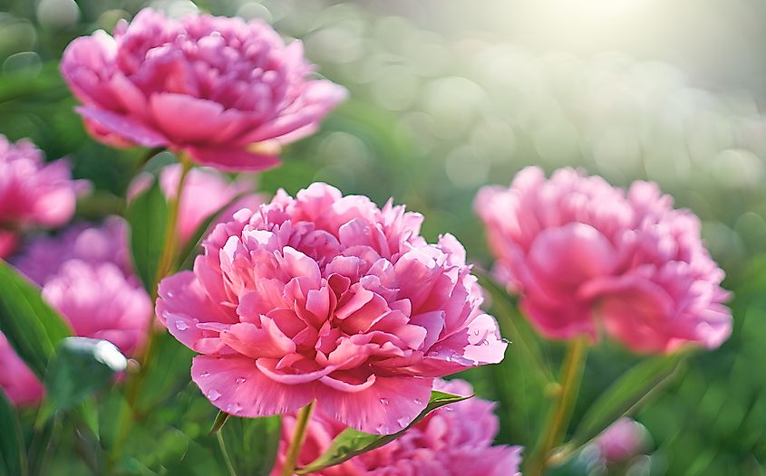 Flowers That Start With P WorldAtlas