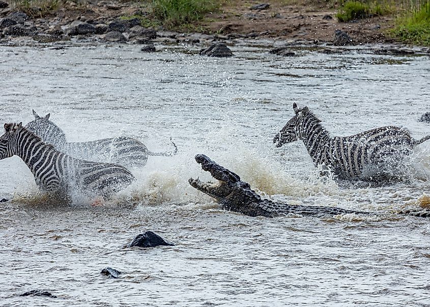 Crocodiles are one of the predators of zebras.
