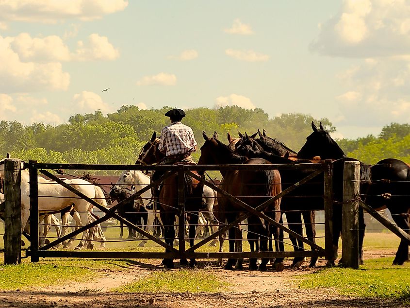 Guacho celebration in San Antonio de Areco, Argentina.