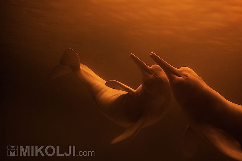 Amazon River dolphin