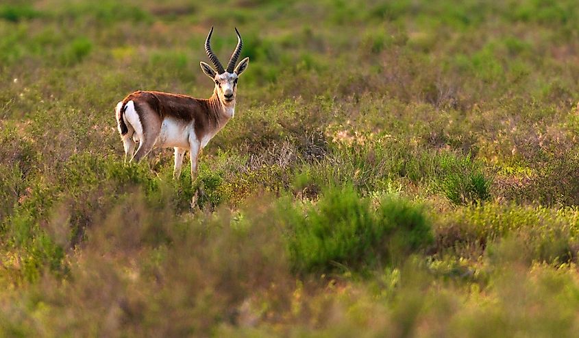 Goitered Gazelle Jeyran in field. Wildlife nature reserve