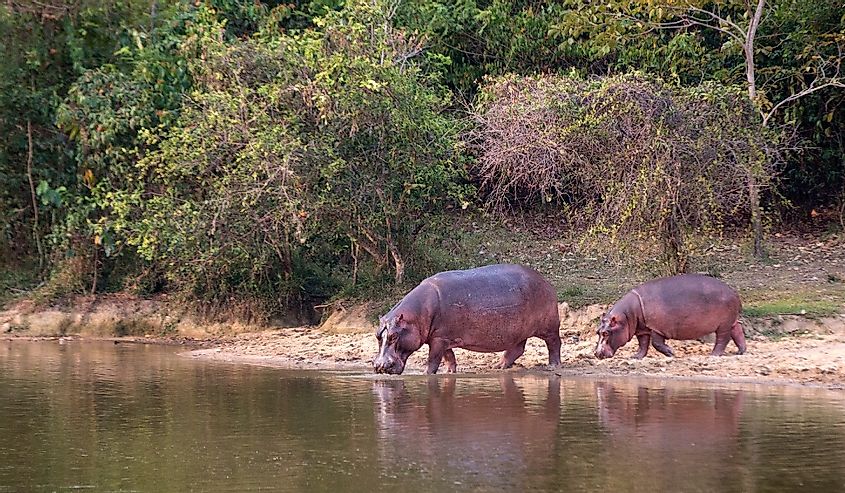 Pack of Hippopotamus in Colombia, entering the water