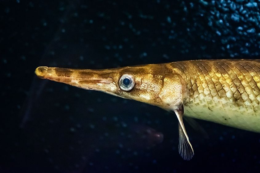 Florida Gar found in the US from the Savannah River and Ochlockonee River watersheds of Georgia and throughout peninsular Florida
