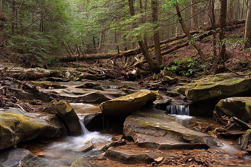 A portion of Bear Creek in Shawnee State Forest in late April.