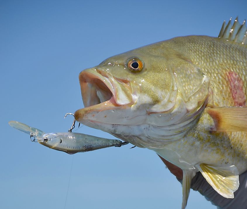 Angler with smallmouth bass fished from Lake St. Clair