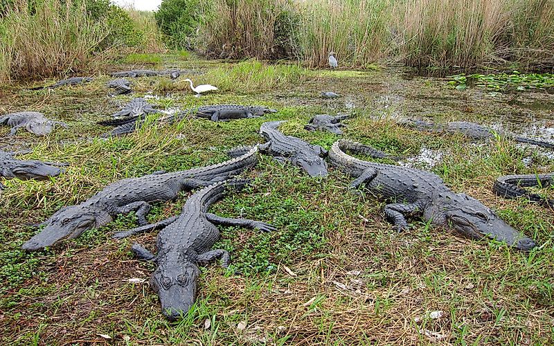 Wildlife at Everglades National Park
