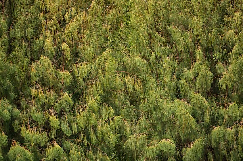 A Bhutanese forest.