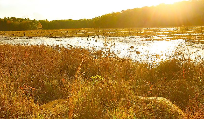 Fall foliage and golden wetlands vegetation, with sun rays on the shore of Black Spruce Pond in the Goodwin State Forest in Chaplin, Connecticut.