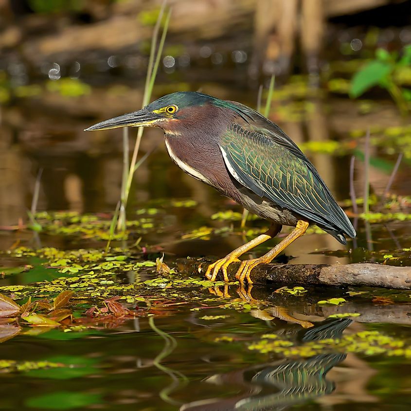 Green Heron, Lake Dora, Florida