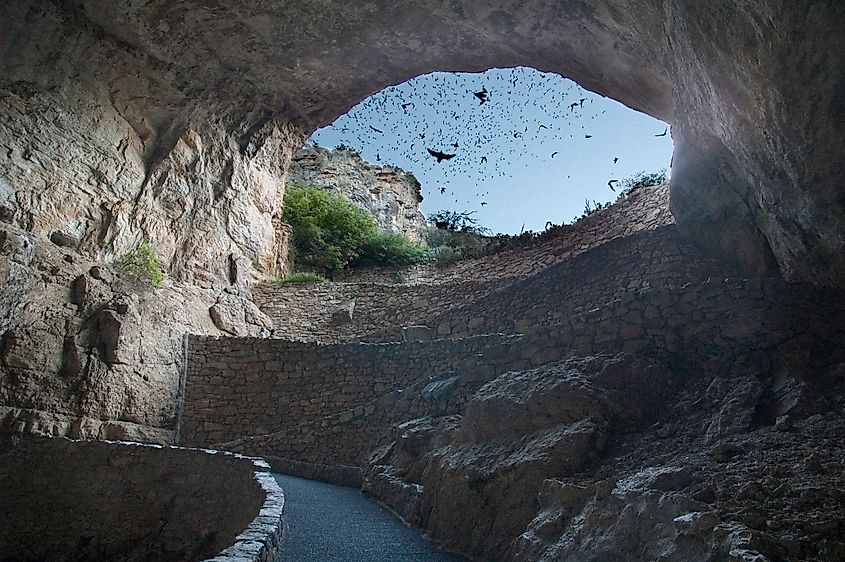Bats take flight at Carlsbad Caverns National Park..