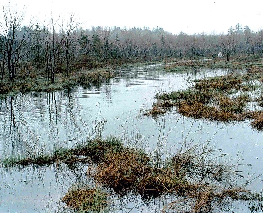 The Pachaug-Great Meadow Swamp, Connecticut.