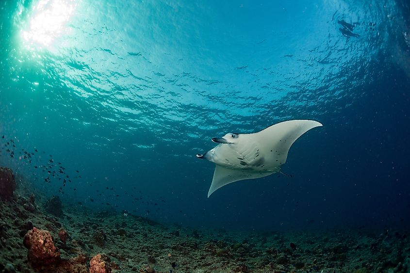 Giant oceanic manta ray swimming in open water