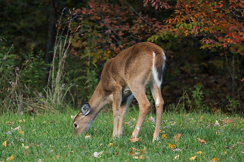 A grazing Deer at Allegheny State Park during the Fall Season