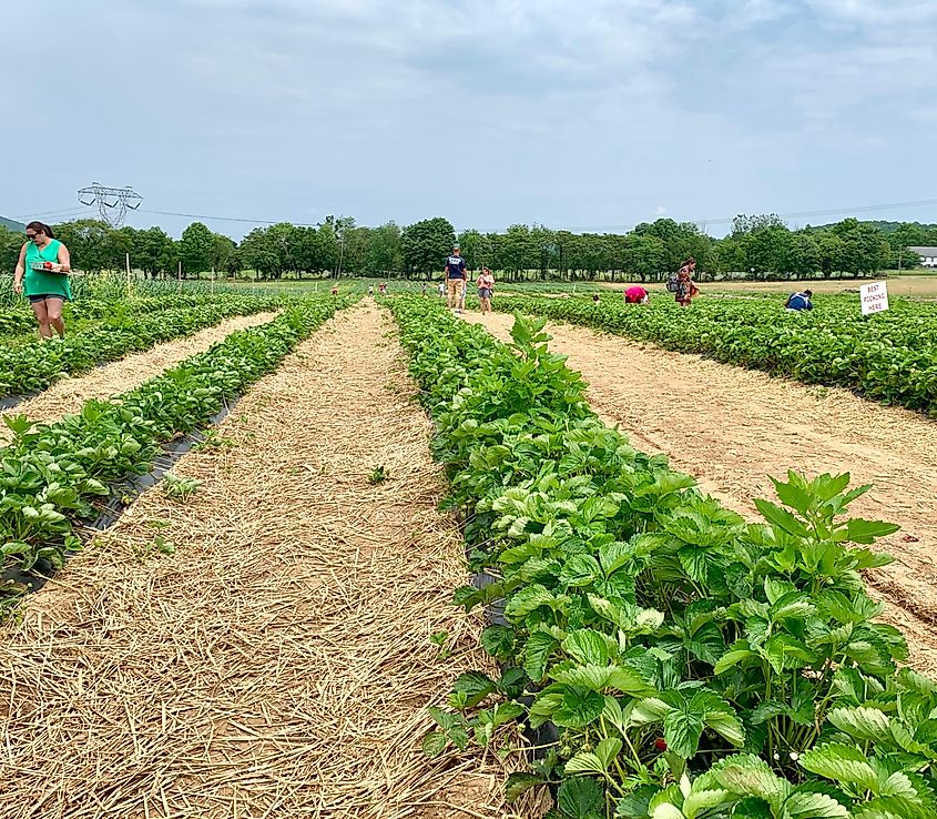 People taking part in the Pick-your-own-strawberries event in Long Valley, New Jersey.