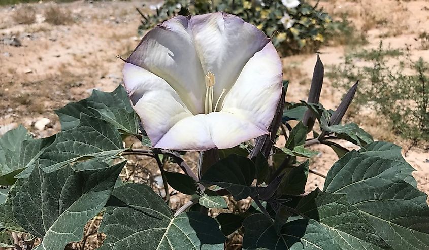 Datura jimson weed flower desert