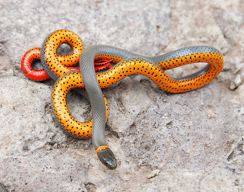 Ringneck Snake is common around the San Pedro River in Arizona.