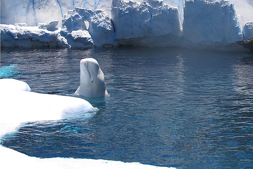 Beluga whale in icy waters