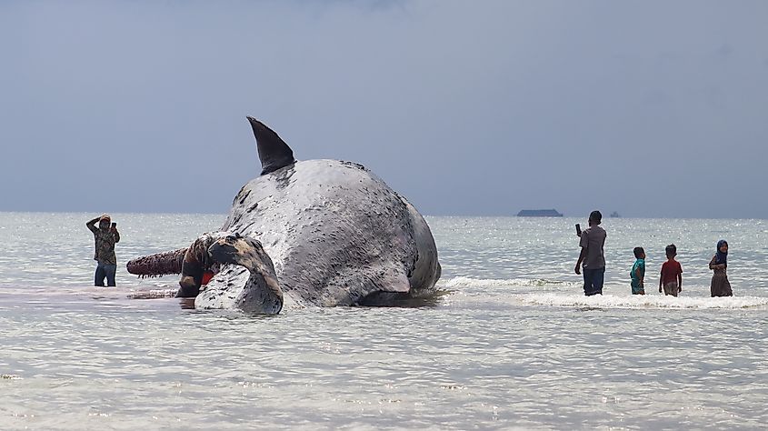 A sperm whale that died after being stranded on Teritip beach in East Borneo, Indonesia.