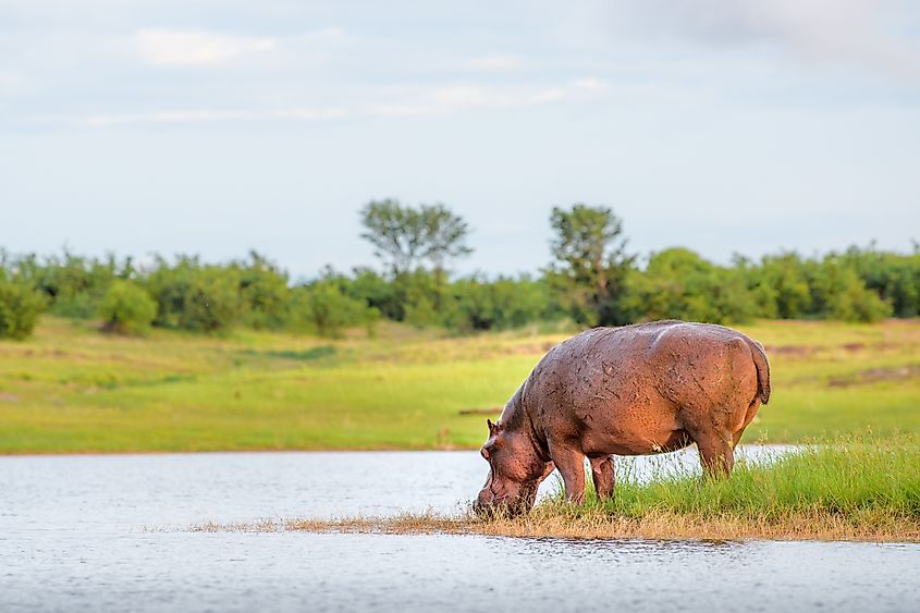 A hippo drinking water from Lake Kariba.