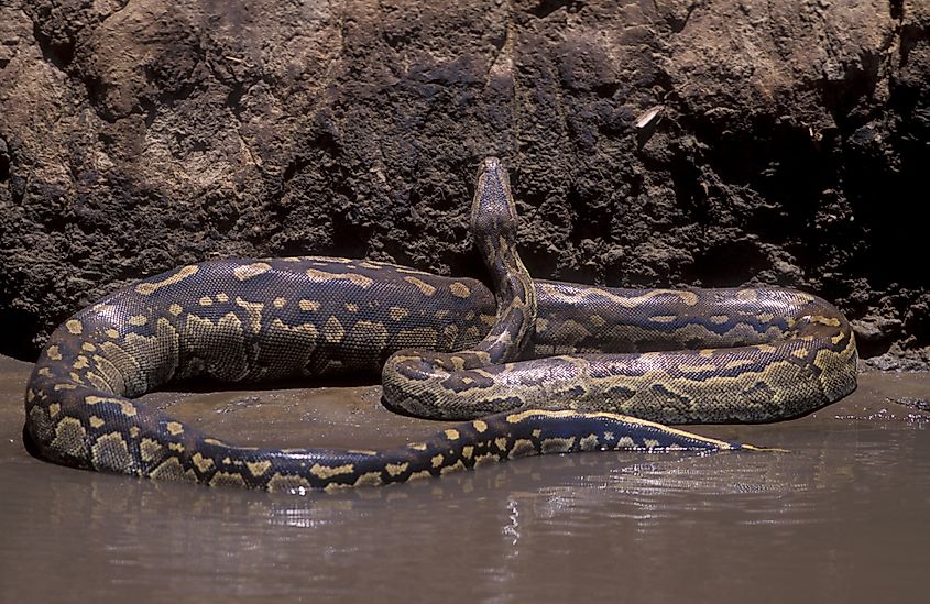 African rock python