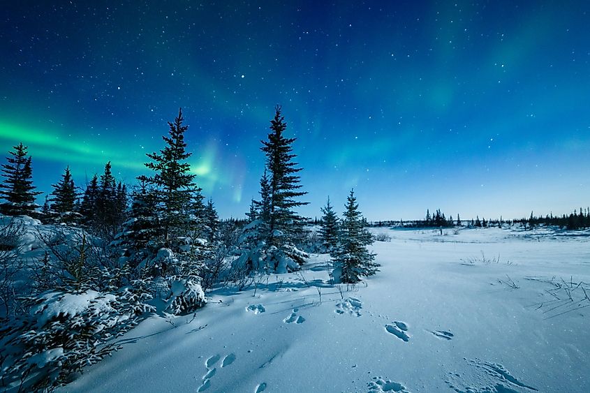 Snowshoe Hare Tracks And The Aurora Borealis in Churchill, Manitoba