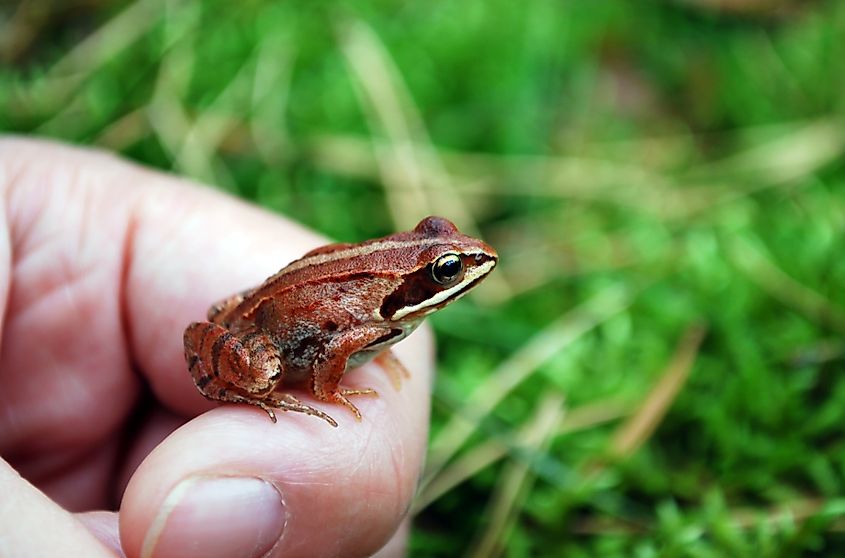 Little Grass Frog