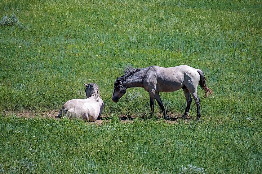 Two wild stallions at Theodore Roosevelt National Park in North Dakota.