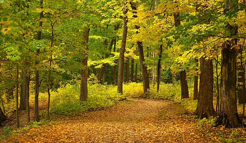 Midwest Forest in Fall