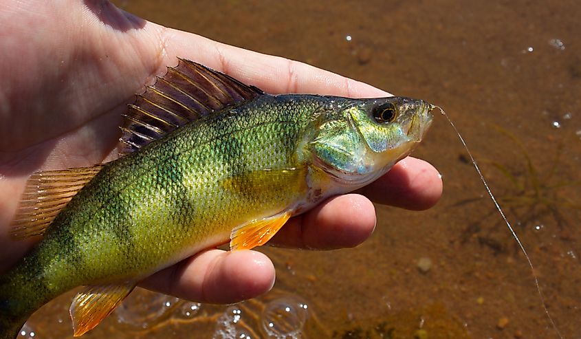 Yellow perch caught while fishing