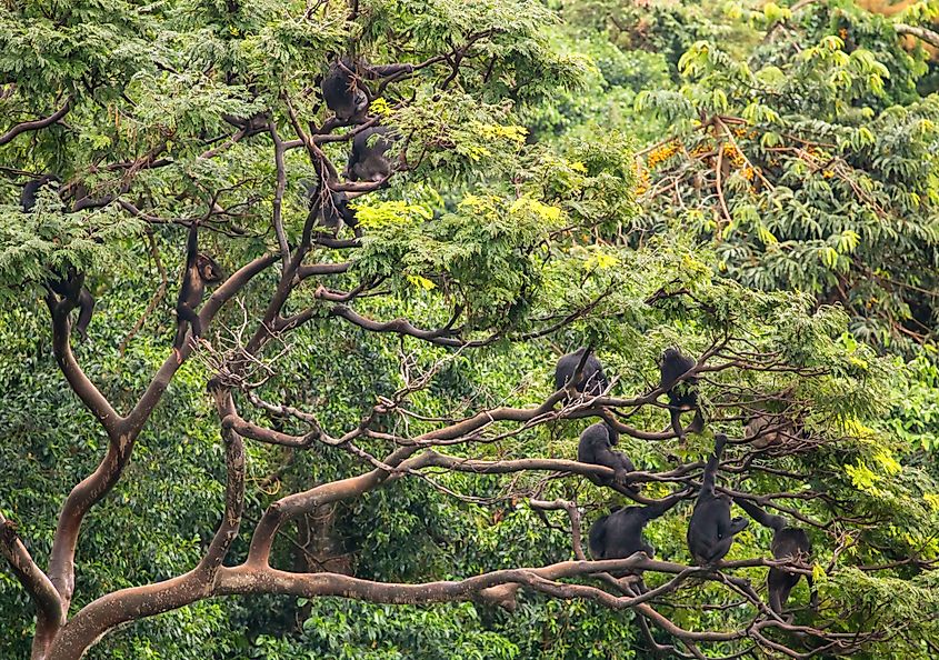 A group of chimpanzees in a tree in the forest.