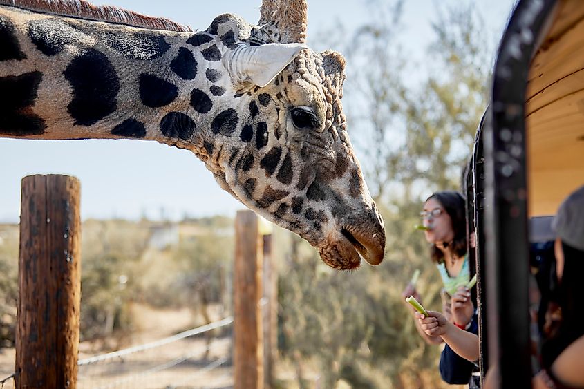 Camp Verde, Arizona: Safari bus at Out of Africa wildlife park stopping so tourists can feed the giraffe.