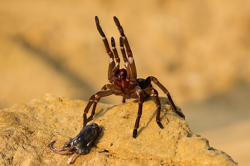 Goliath birdeater (Theraphosa blondi) belongs to the tarantula family Theraphosidae. Found in northern South America.