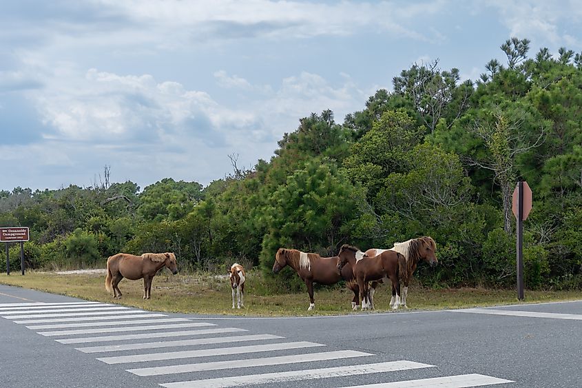 Horses along a road in the Assateague Island National Seashore in Virginia.
