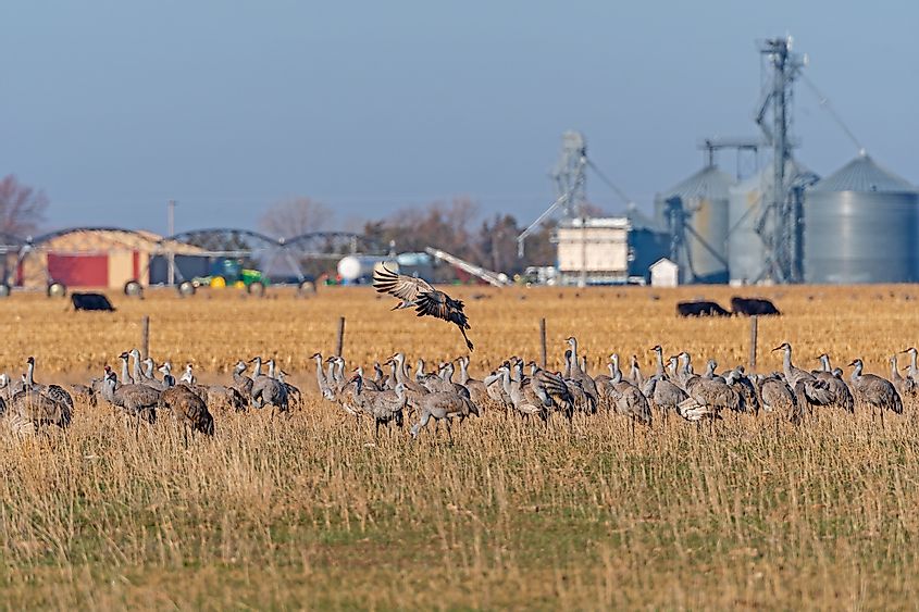 Sandhill Cranes Feeding in a Farmers Field Near Kearney, Nebraska